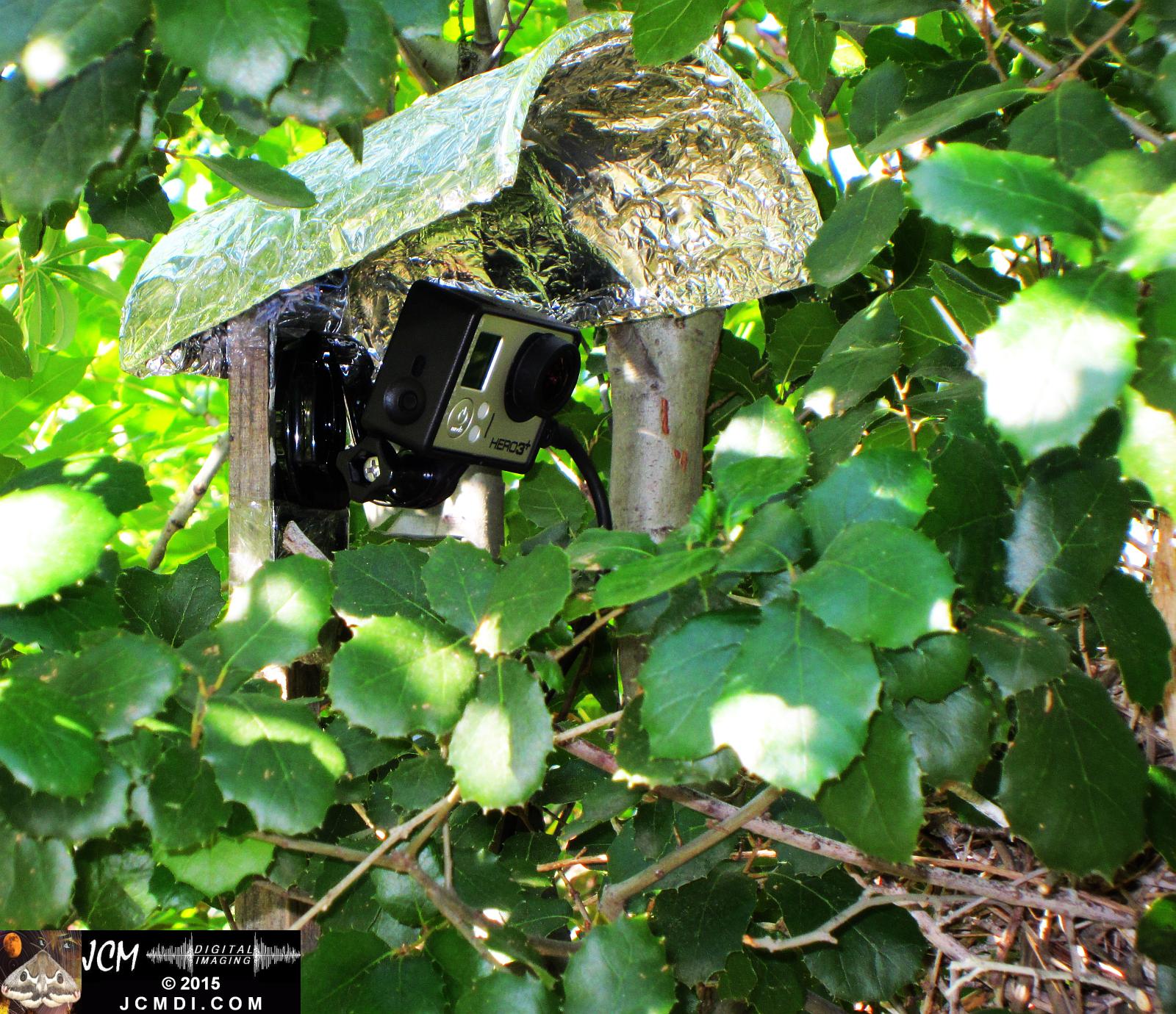 Scrub Jay nest filming set GoPro Hero3+ Black polecam 4-4-2015 Santa Clarita JCMDI.COM
